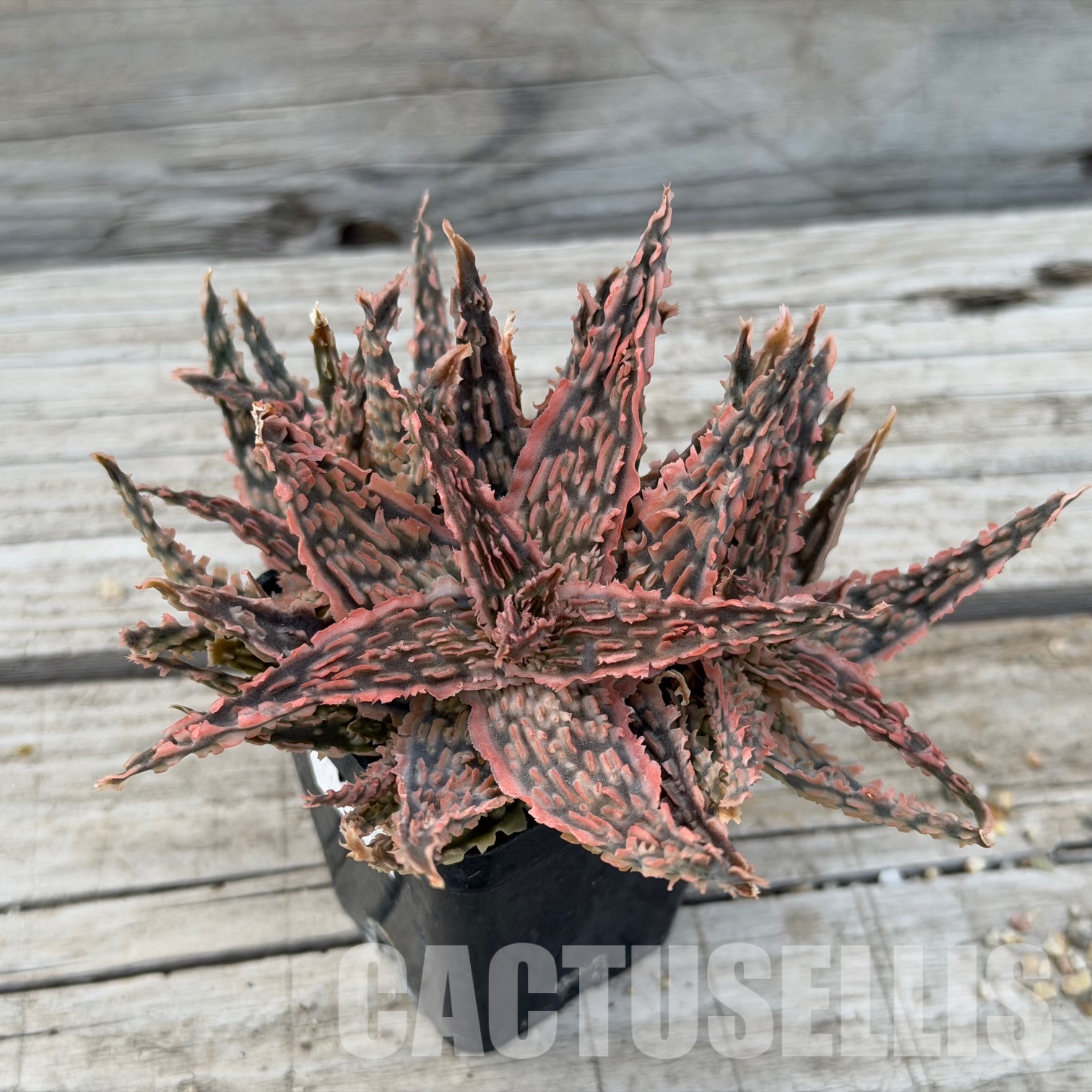 SH32274 Aloe TCT hybrid - Image 3