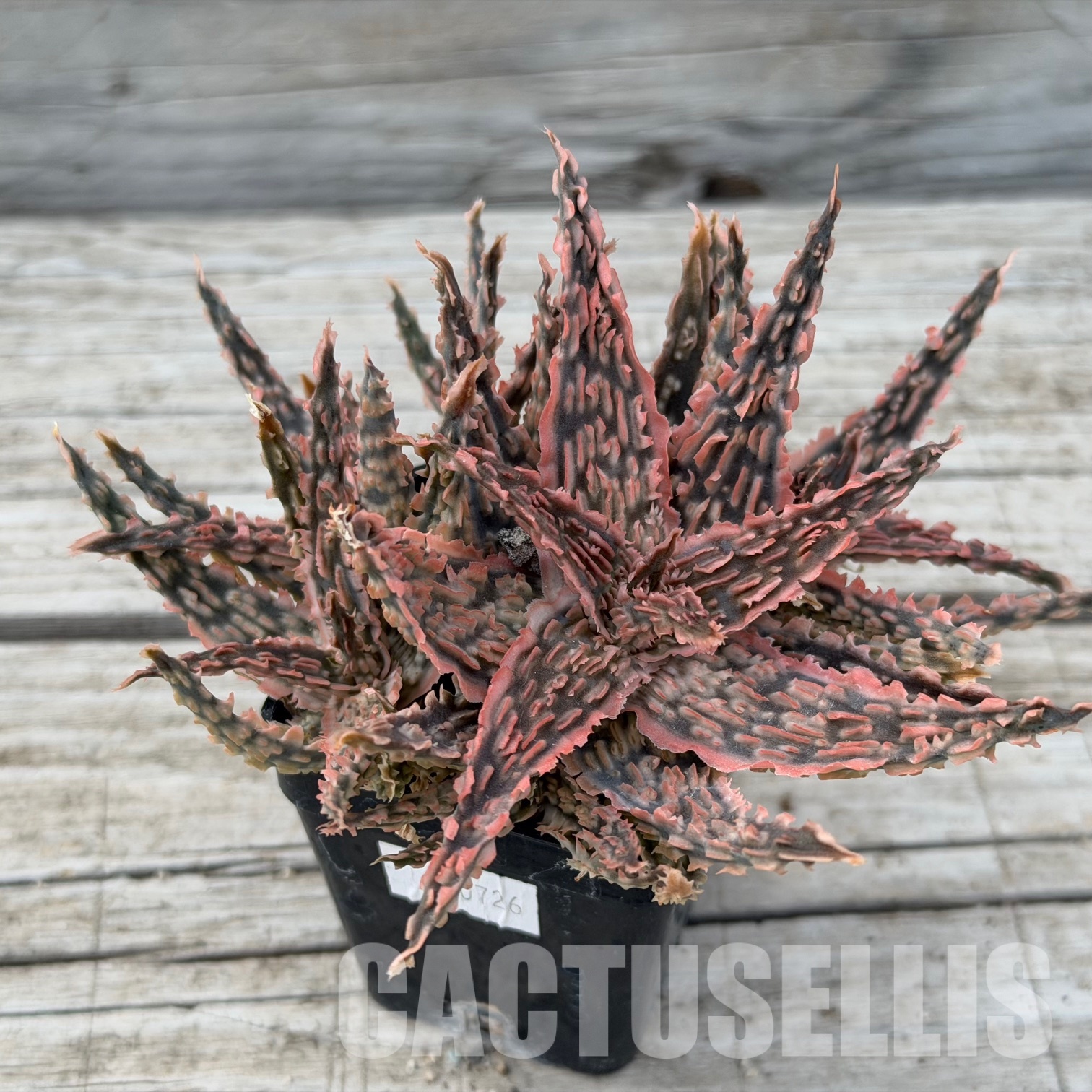 SH32274 Aloe TCT hybrid - Image 4