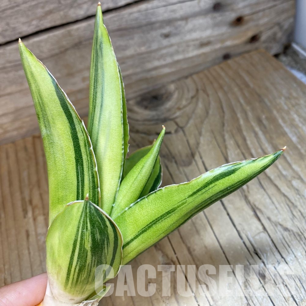 SH34652 Sansevieria 'Andaman' f. variegata
