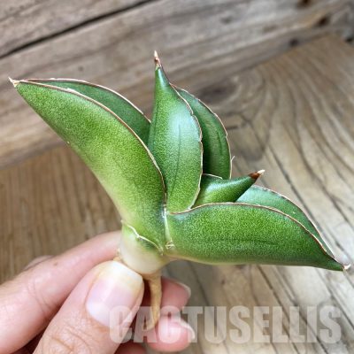 SH34660 Sansevieria ‘Bilbao’