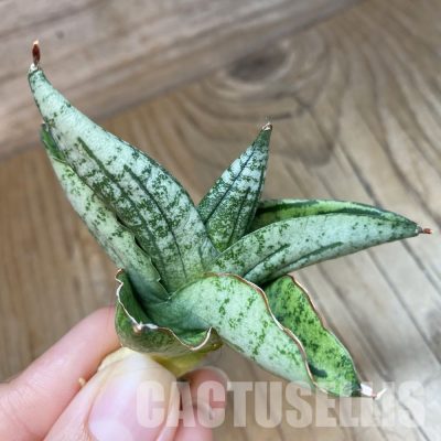 SH34669 Sansevieria ‘Green Label’