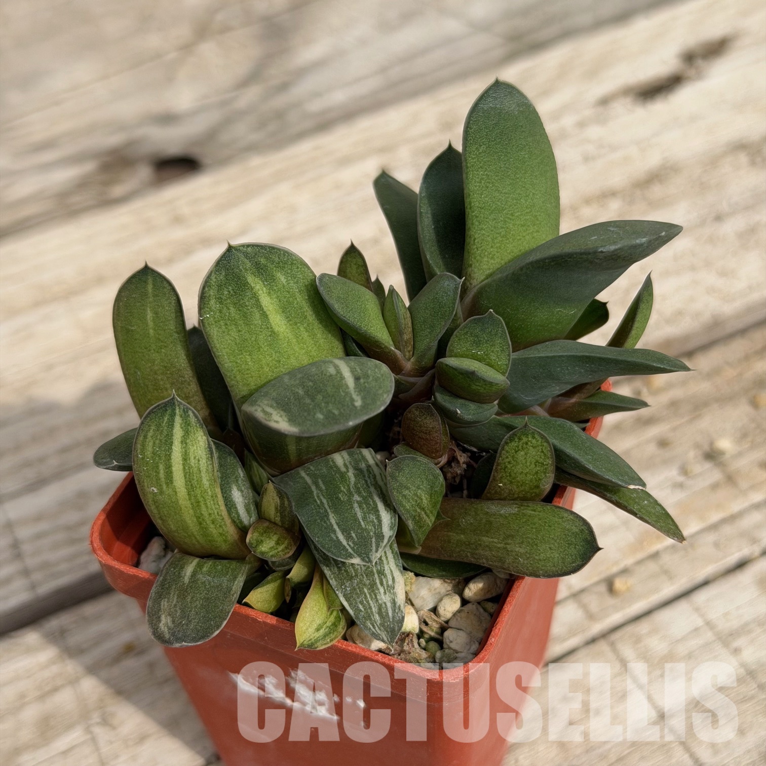 SH32289 Gasteria glomerata f. variegata - Image 3