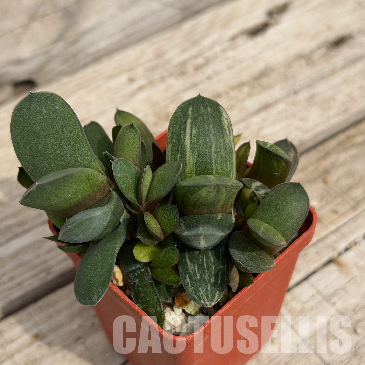 SH32289 Gasteria glomerata f. variegata - Image 2