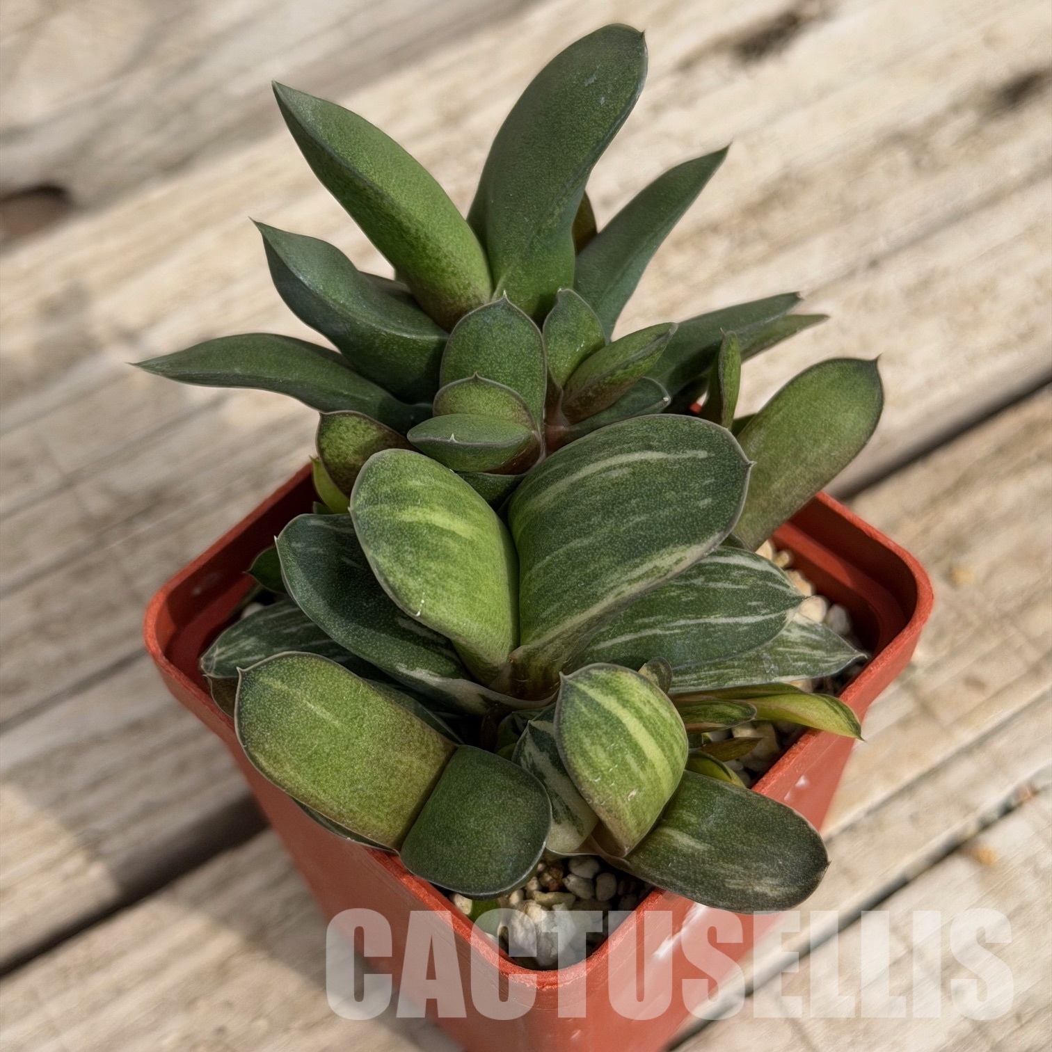SH32289 Gasteria glomerata f. variegata