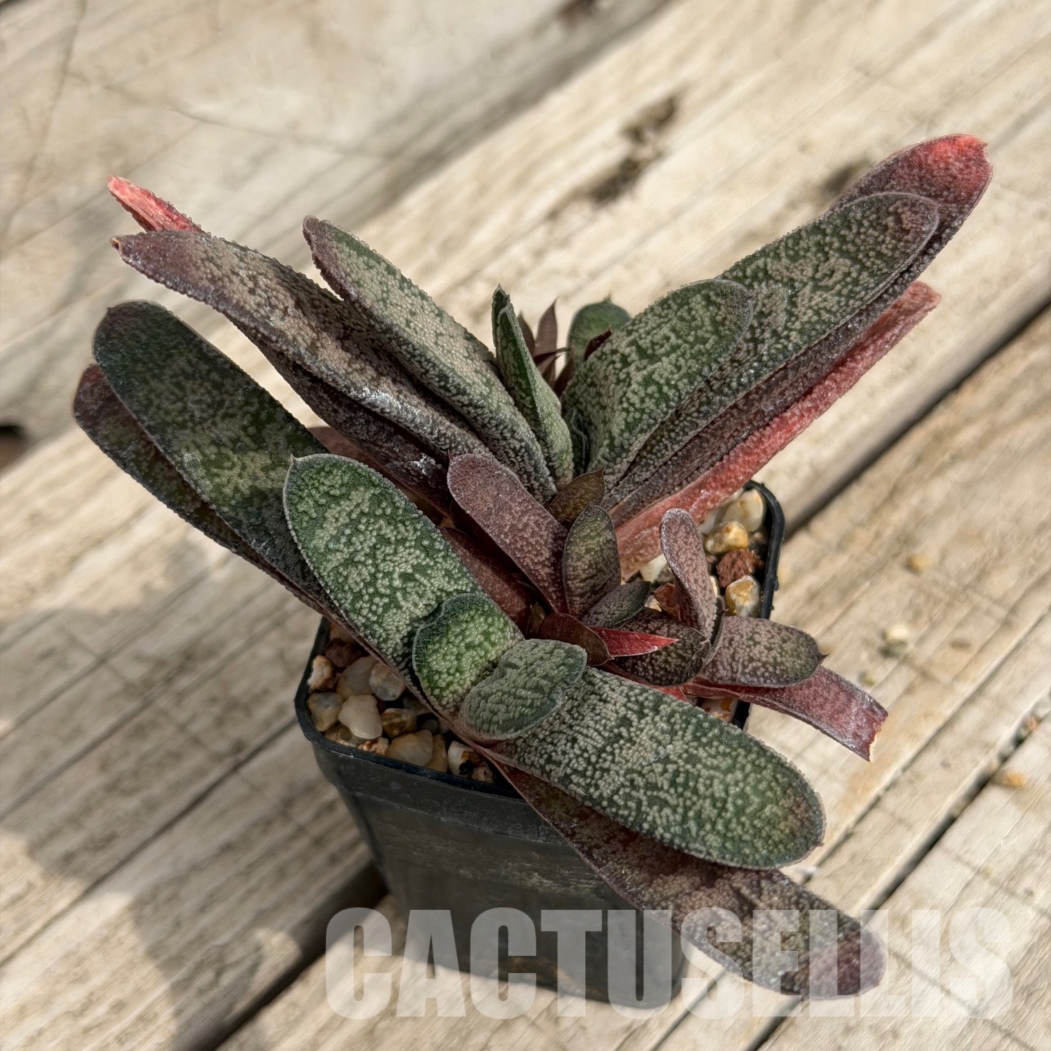 SH32291 Gasteria baylissiana hybrid - Image 2