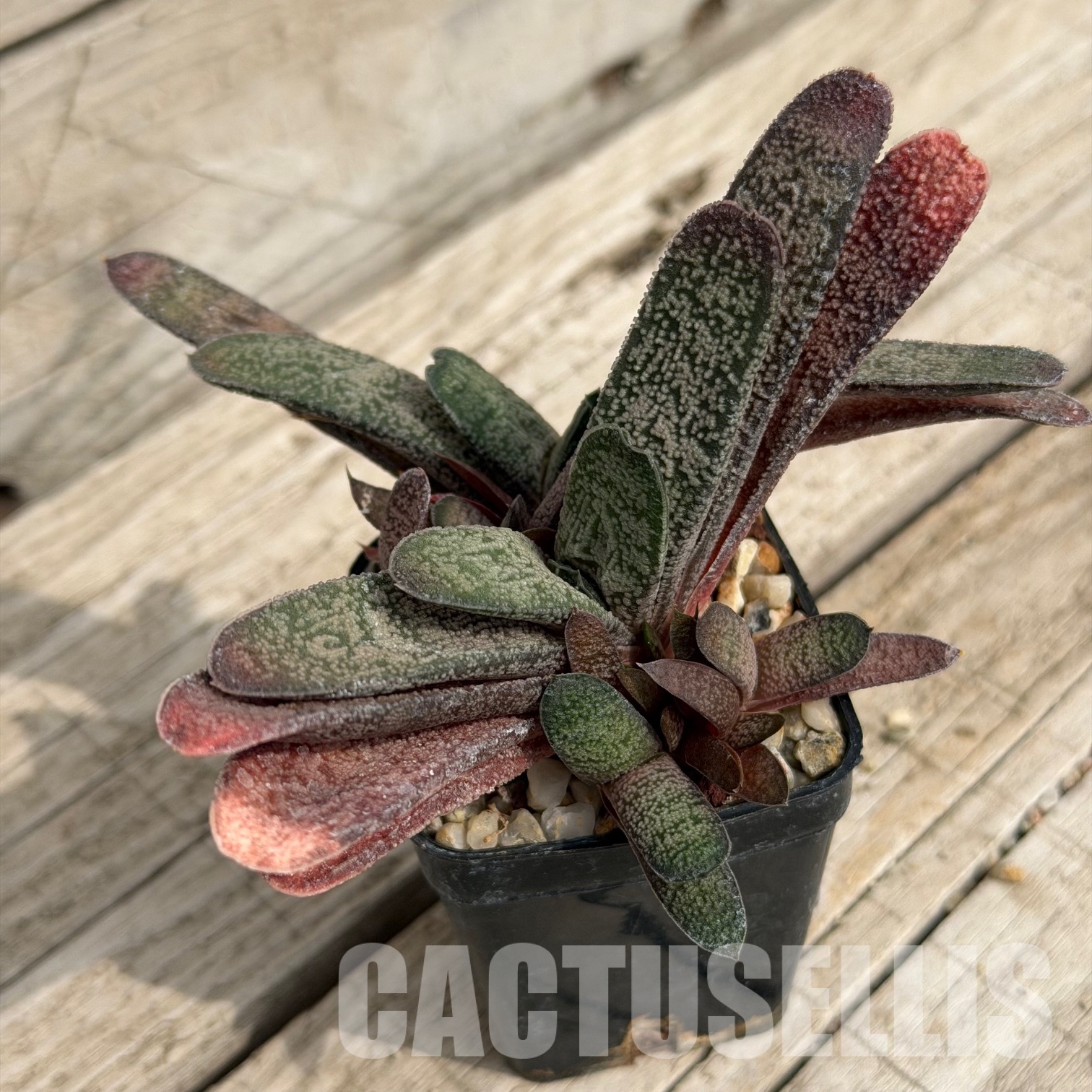 SH32291 Gasteria baylissiana hybrid - Image 3