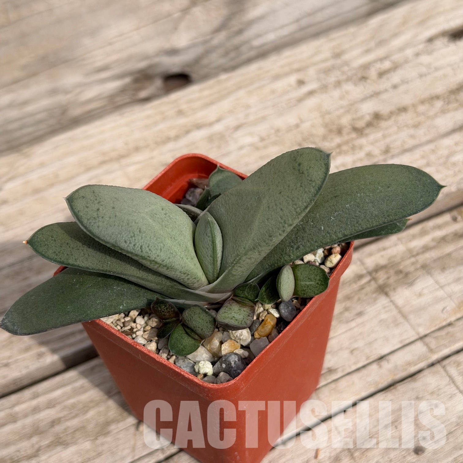 SH32290 Gasteria glomerata x gracilis, hybrid