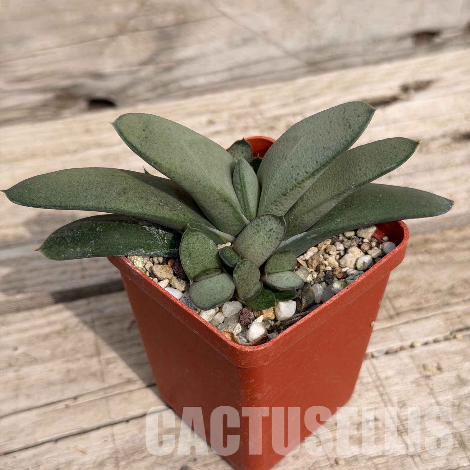 SH32290 Gasteria glomerata x gracilis, hybrid - Image 2