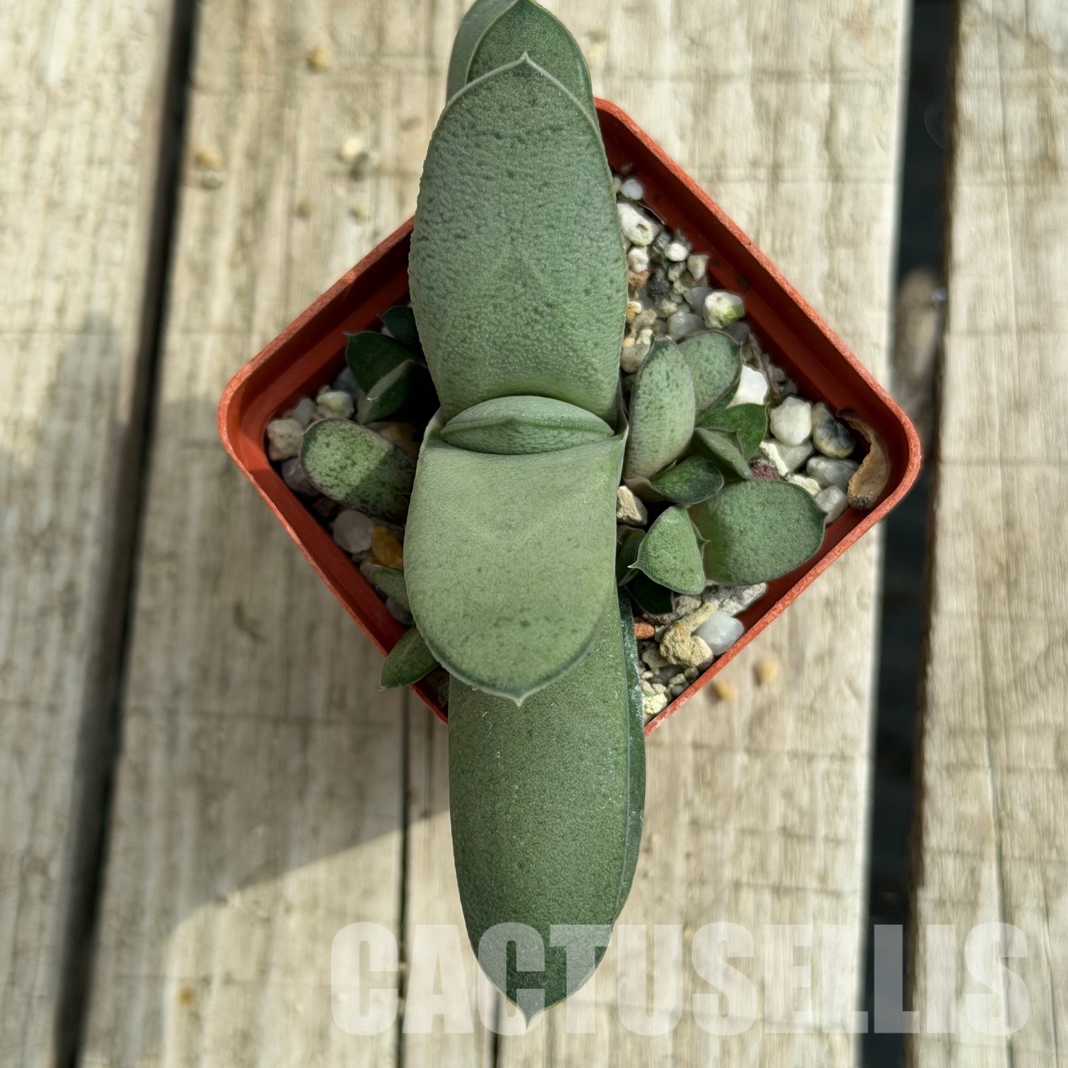 SH32290 Gasteria glomerata x gracilis, hybrid - Image 3