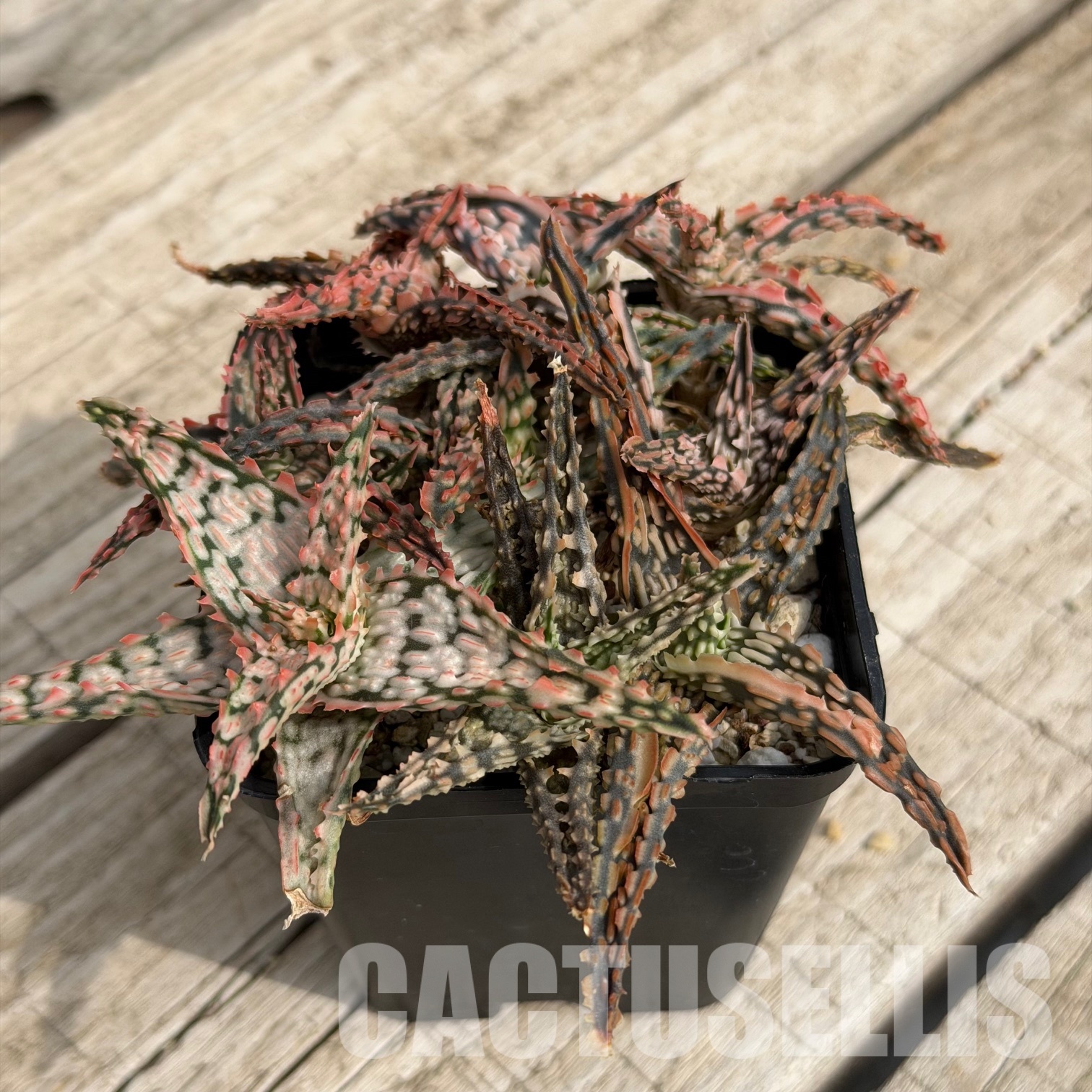 SH32287 Aloe TCT hybrid, seedlings - Image 2