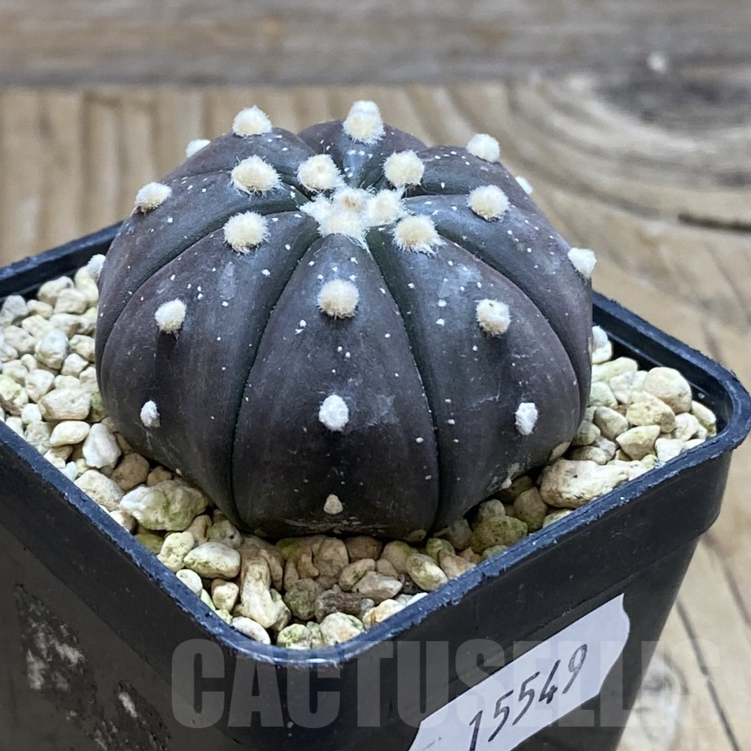 SH15549 Astrophytum asterias ‘Purple Skin’ - Image 2