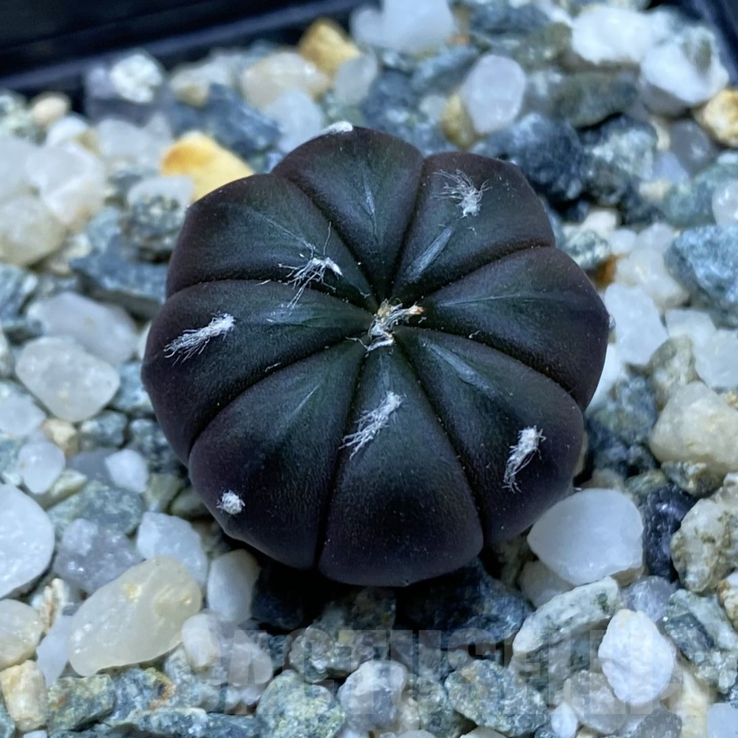 SH15550 Astrophytum asterias ‘Purple Skin’