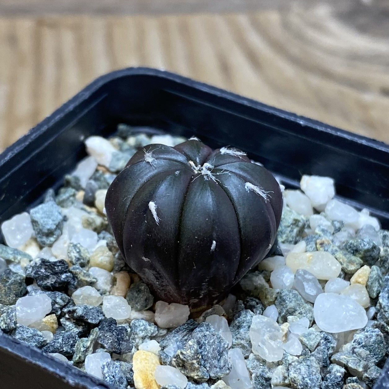 SH15550 Astrophytum asterias ‘Purple Skin’ - Image 2