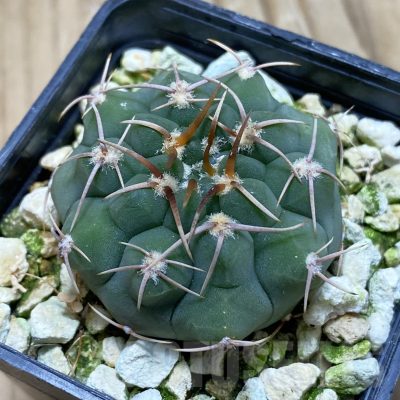 SH15554 Gymnocalycium ochoterenae VG 250