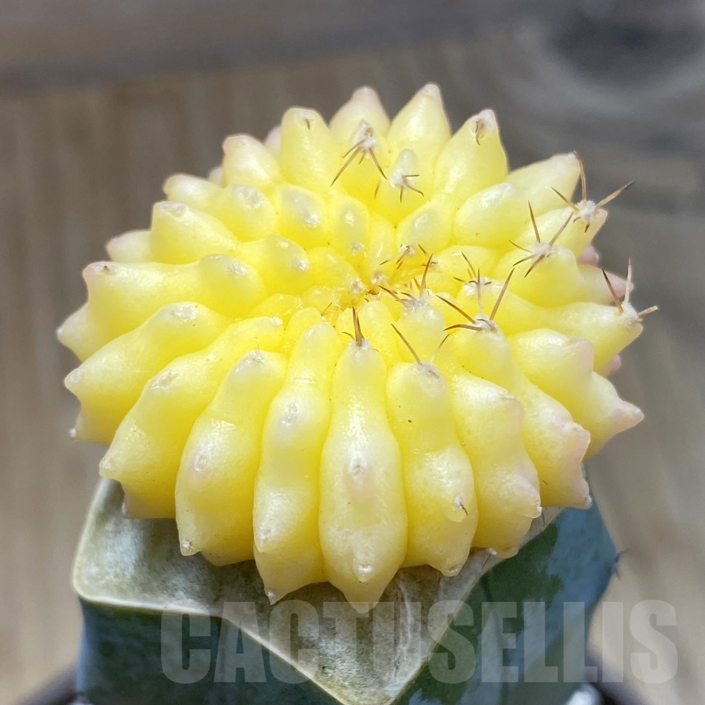 SH15559 Gymnocalycium mihanovichii ‘inermis’ f. variegata, grafted