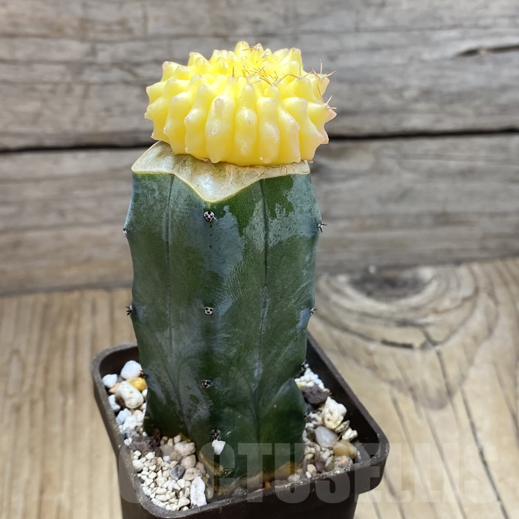 SH15559 Gymnocalycium mihanovichii ‘inermis’ f. variegata, grafted - Image 2
