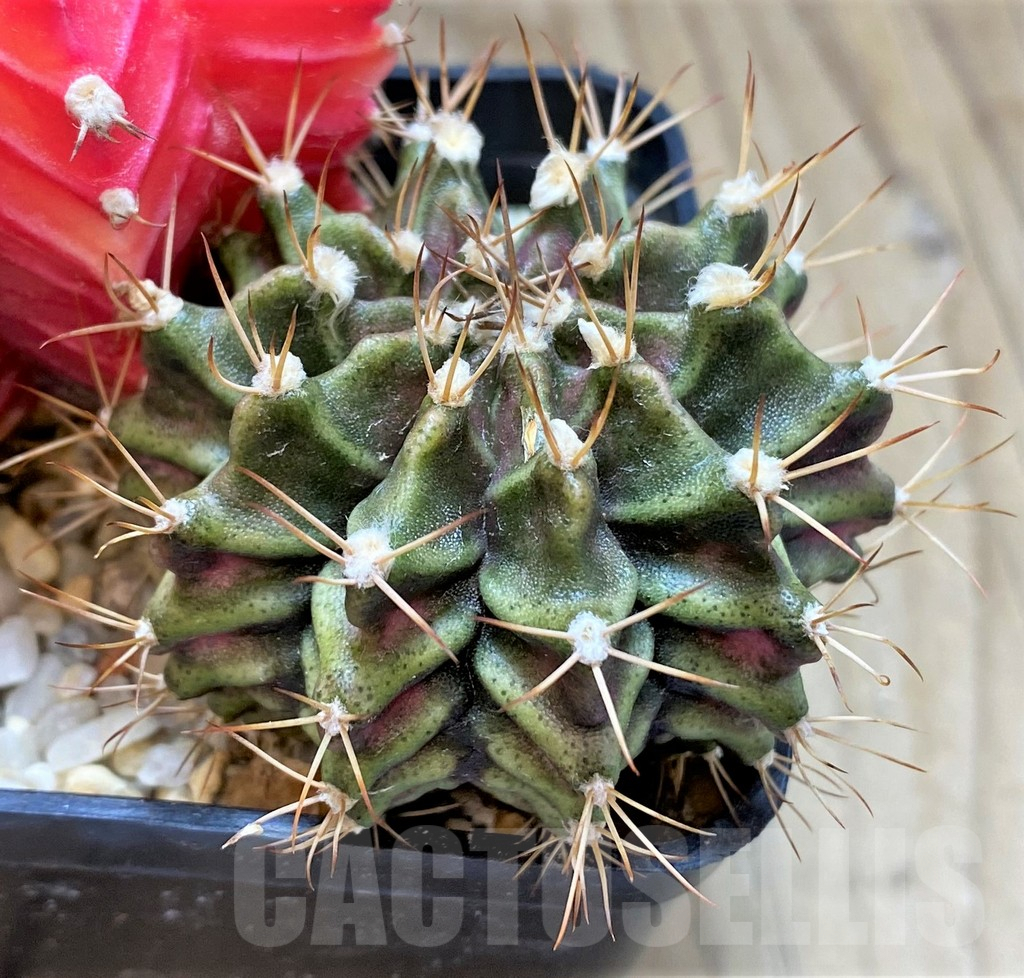 LOT846 20 SEEDS Gymnocalycium mihanovichii f. variegata NE106, 2024 - Image 2
