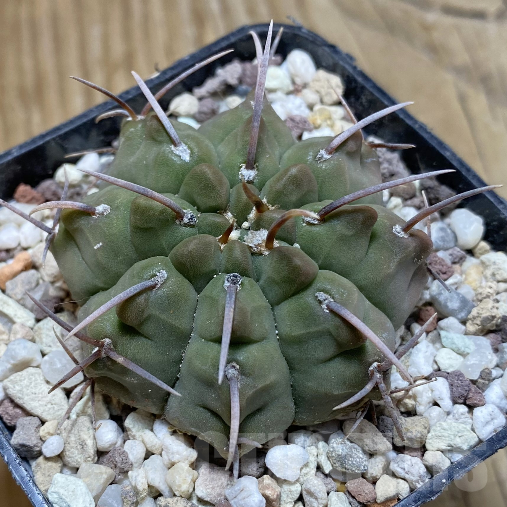 SH15563 Gymnocalycium vatteri -Long spines-