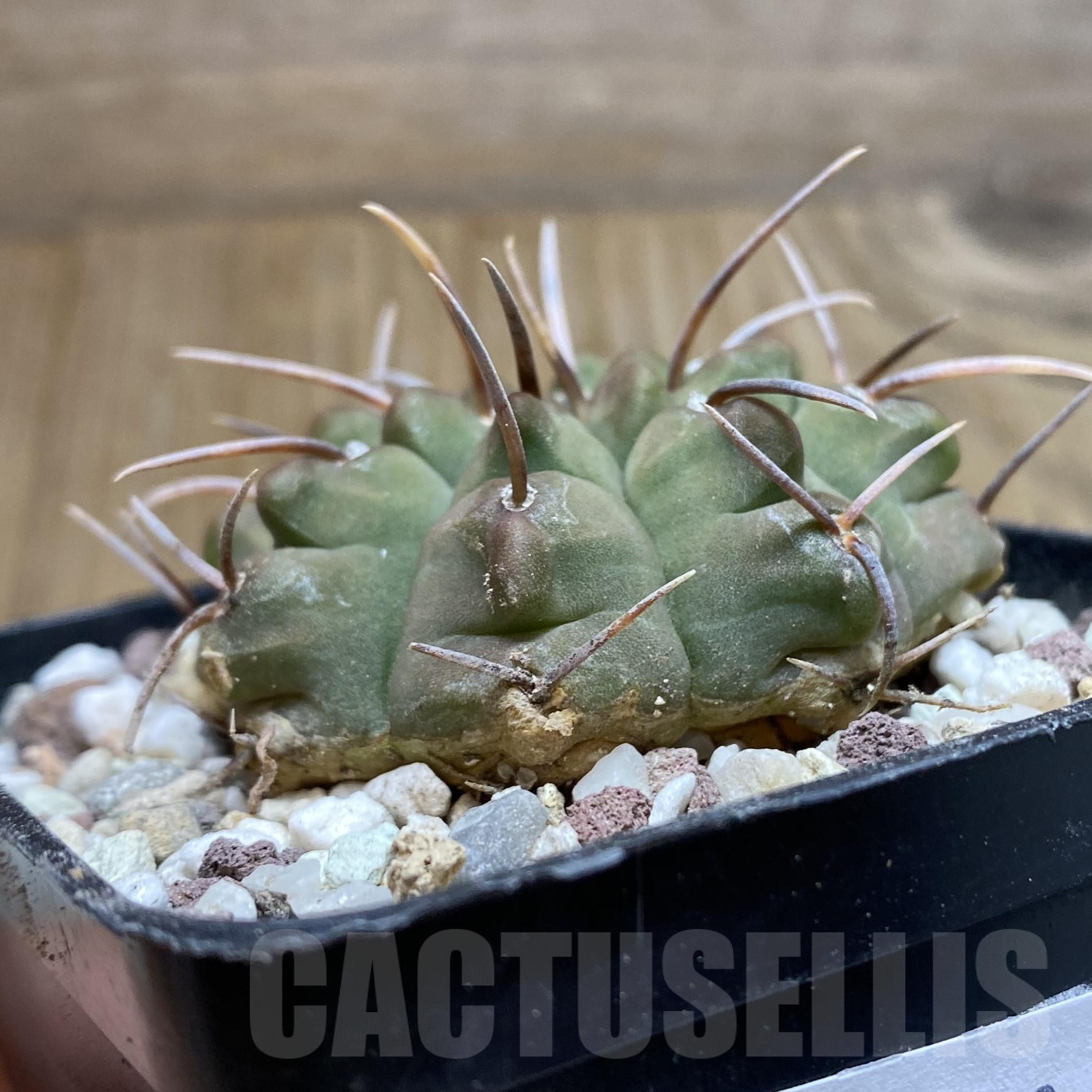 SH15563 Gymnocalycium vatteri -Long spines- - Image 2