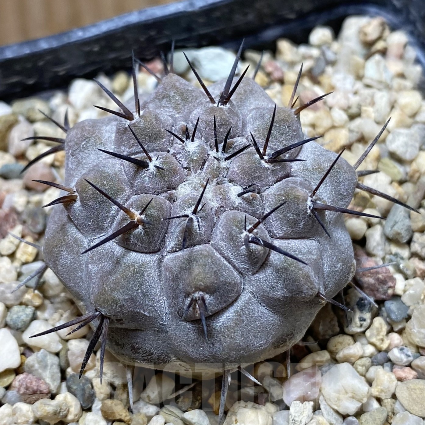SH22977 Copiapoa cinerea ex M.G. 83.694, own roots seedling