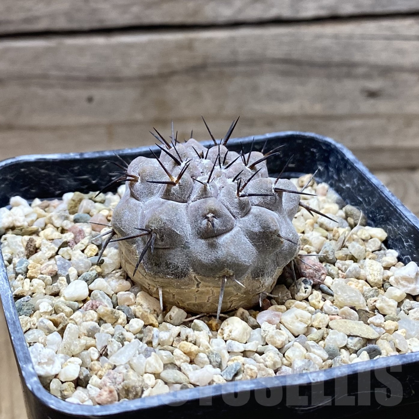 SH22977 Copiapoa cinerea ex M.G. 83.694, own roots seedling - Image 2