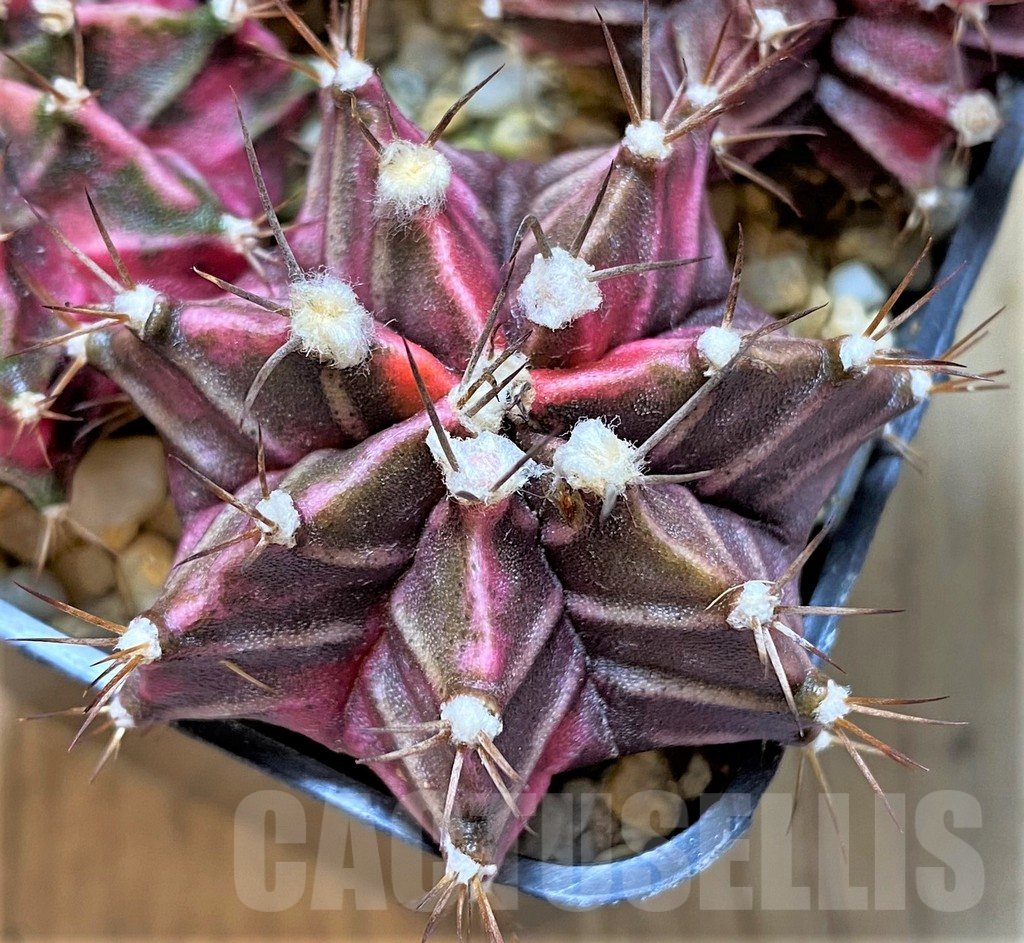 LOT836 20 SEEDS Gymnocalycium mihanovichii f. variegata NE49, 2024