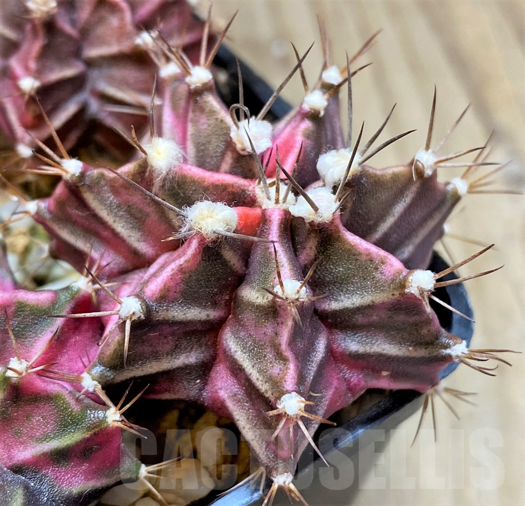 LOT836 20 SEEDS Gymnocalycium mihanovichii f. variegata NE49, 2024 - Image 2