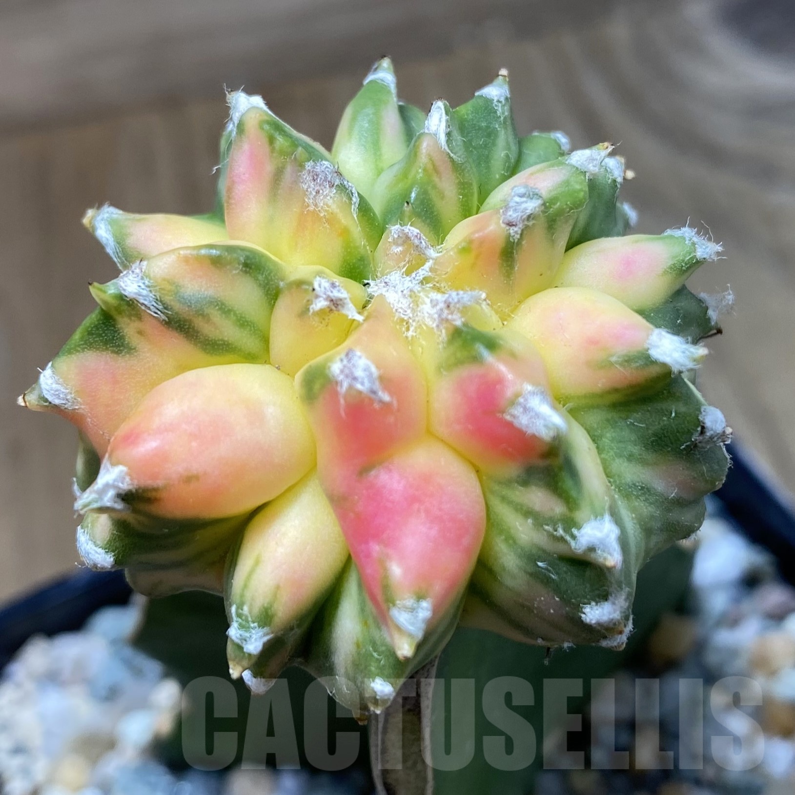 SH22979 Astrophytum myriostigma 'Kikko’ f. variegata, grafted