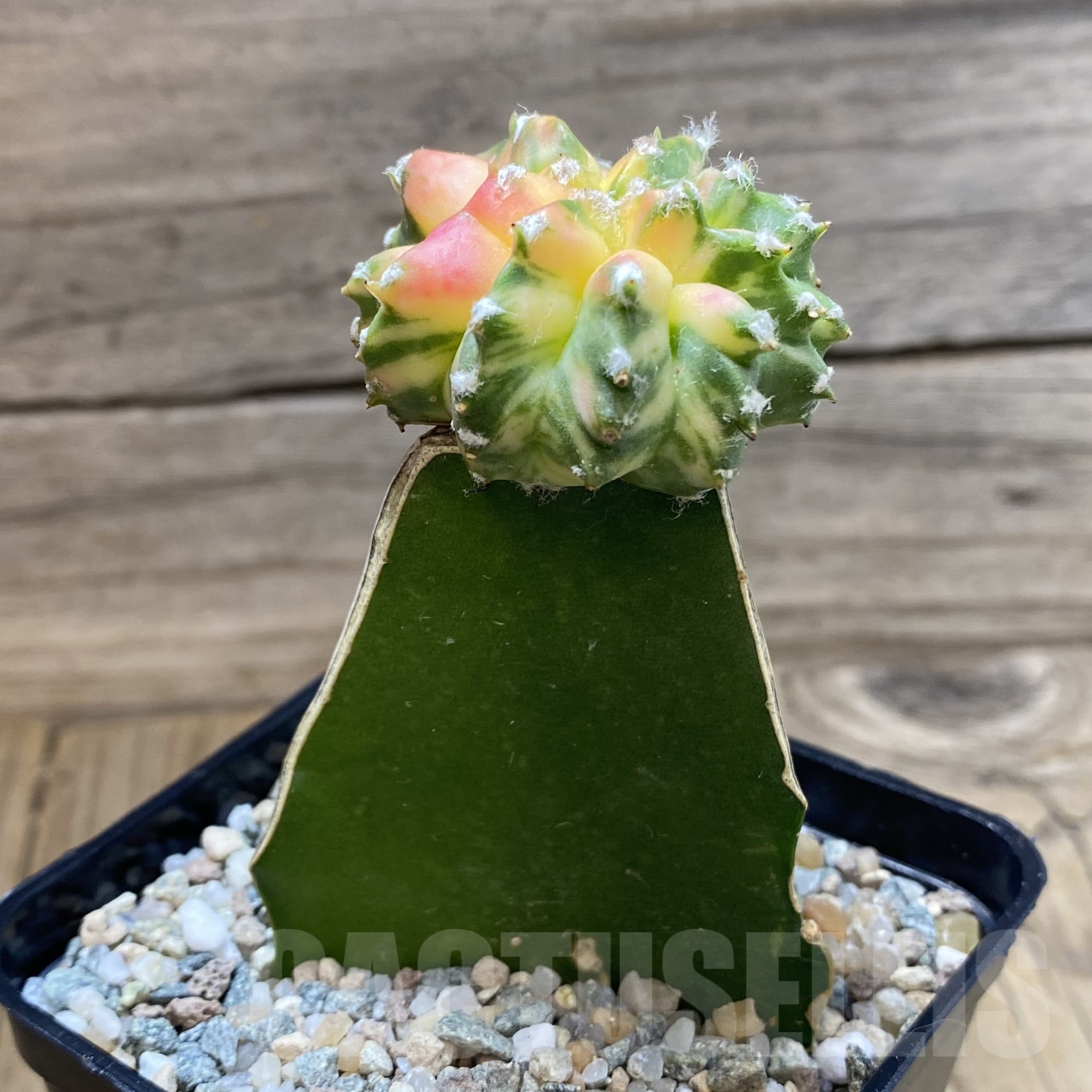 SH22979 Astrophytum myriostigma 'Kikko’ f. variegata, grafted - Image 2