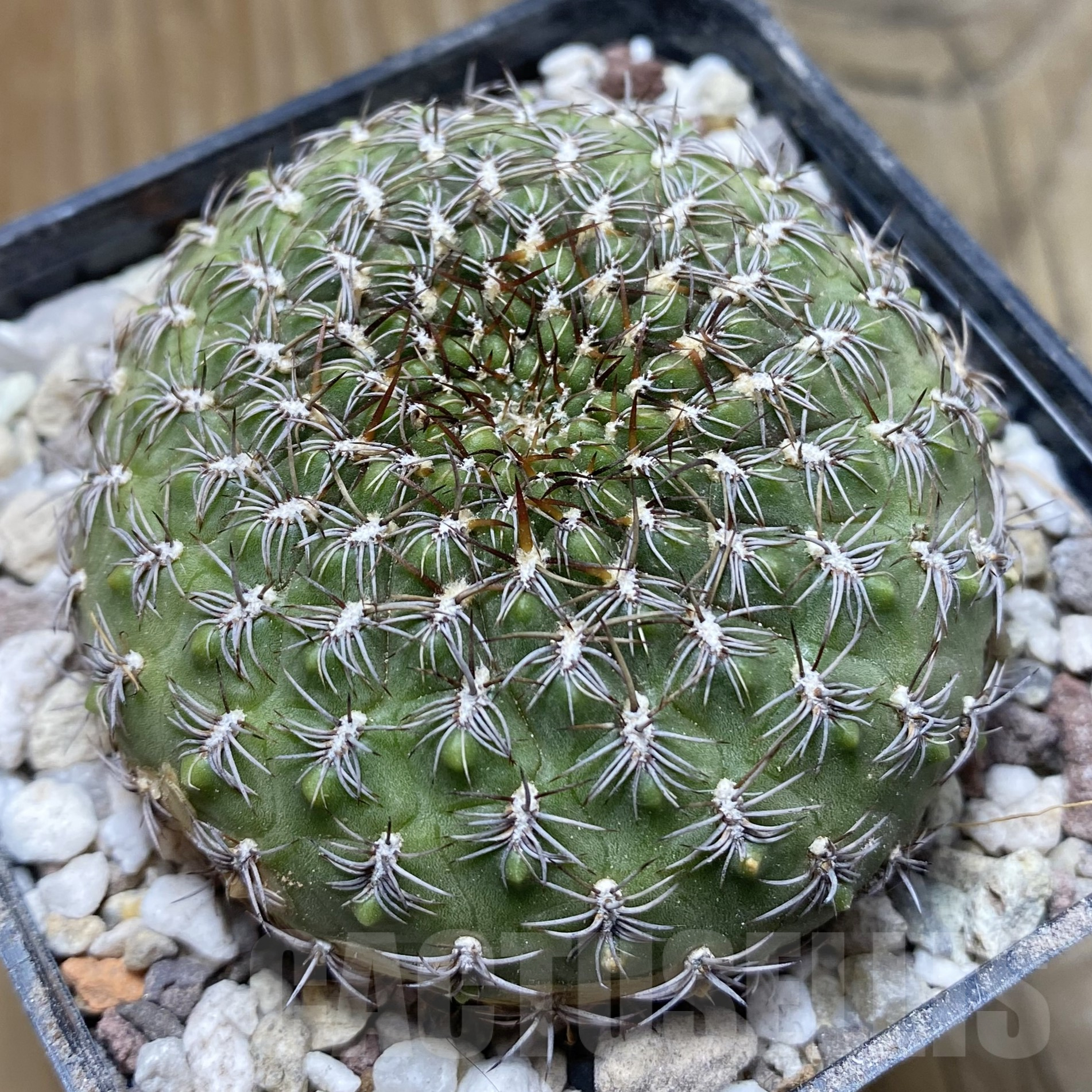 SH15568 Sulcorebutia frankiana, old 10 years