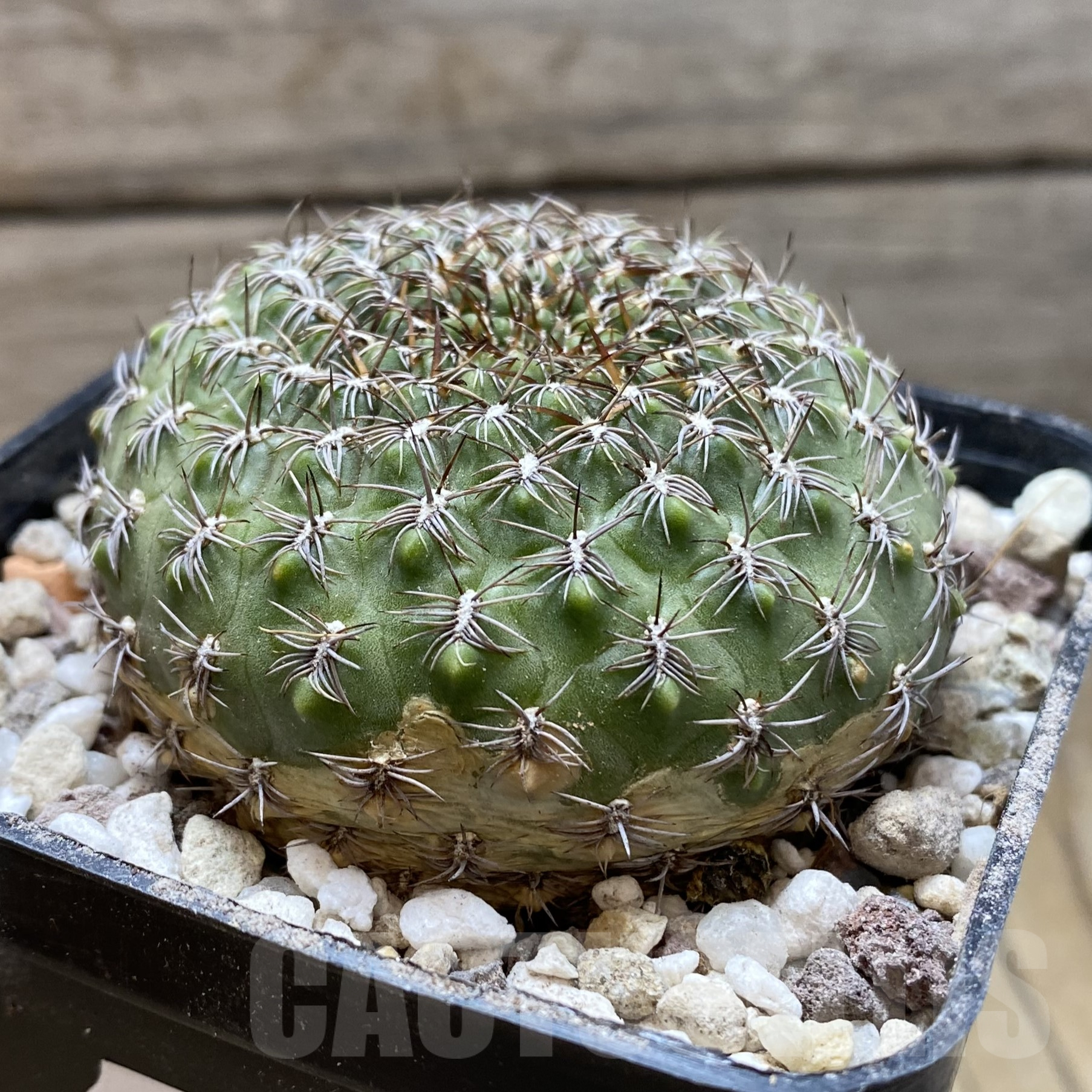 SH15568 Sulcorebutia frankiana, old 10 years - Image 2