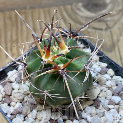 SH15569 Lobivia ferox