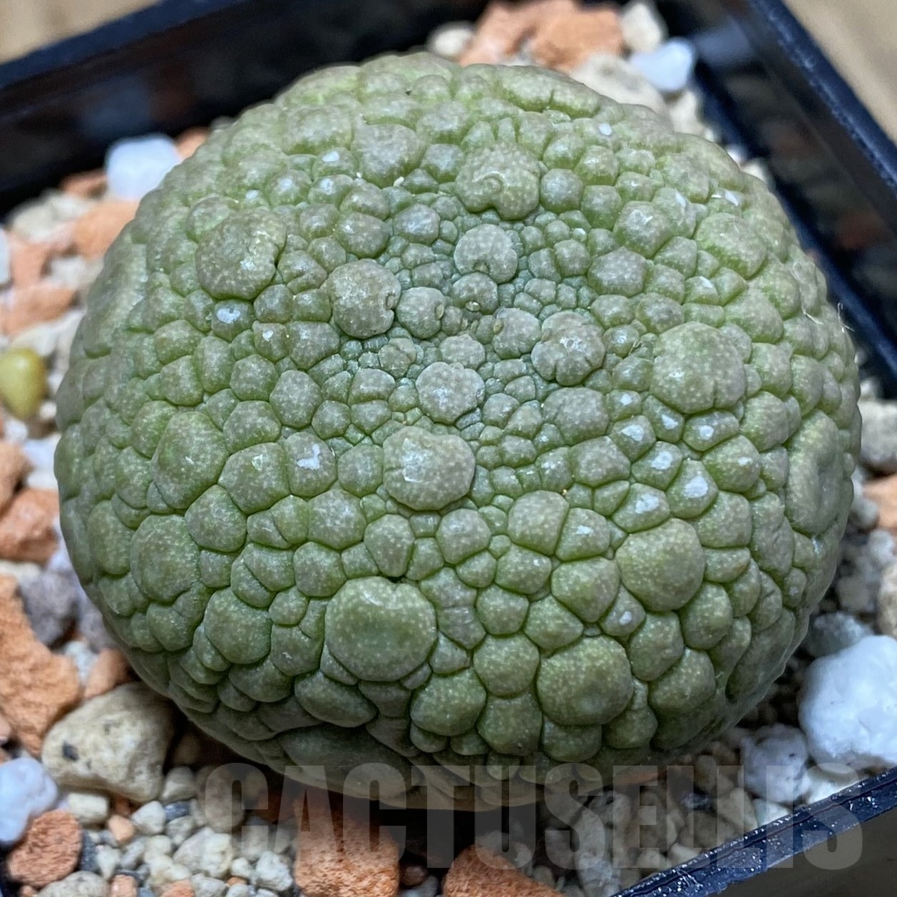 SH22982 Pseudolithos migiurtinus