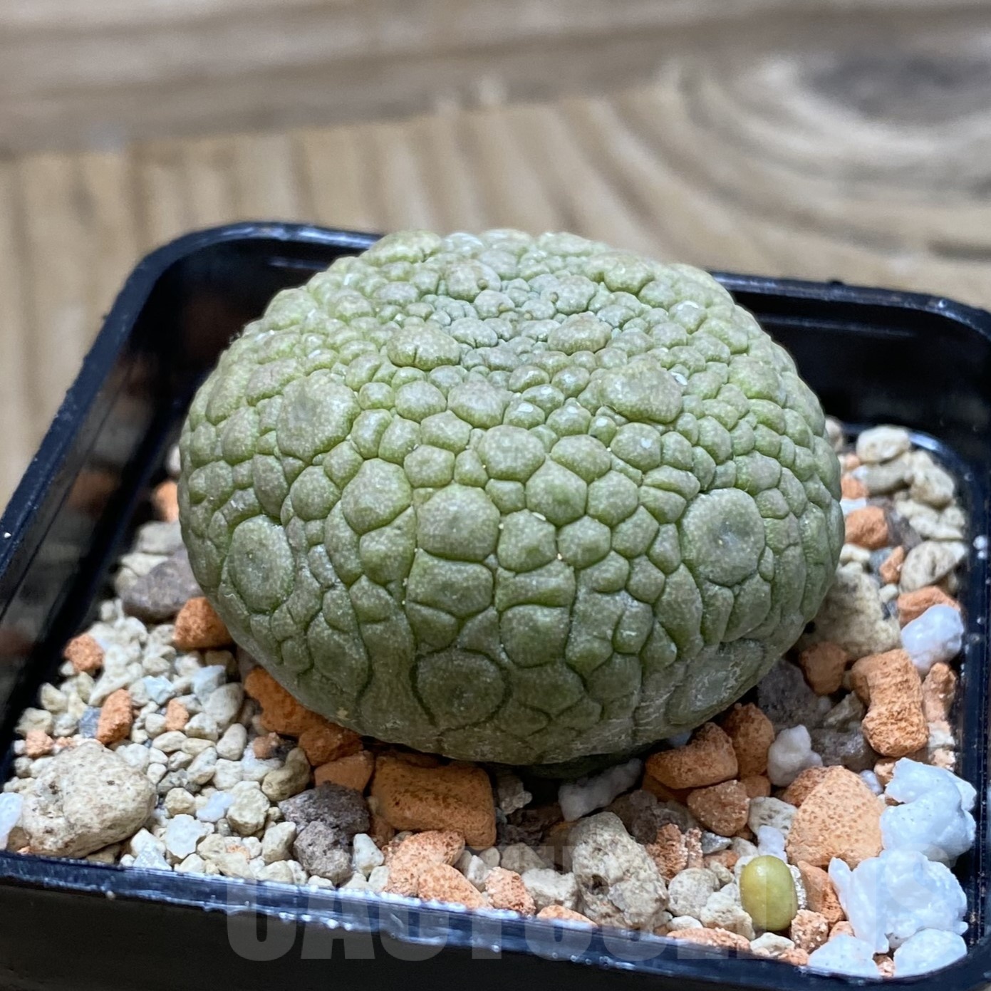 SH22982 Pseudolithos migiurtinus - Image 2