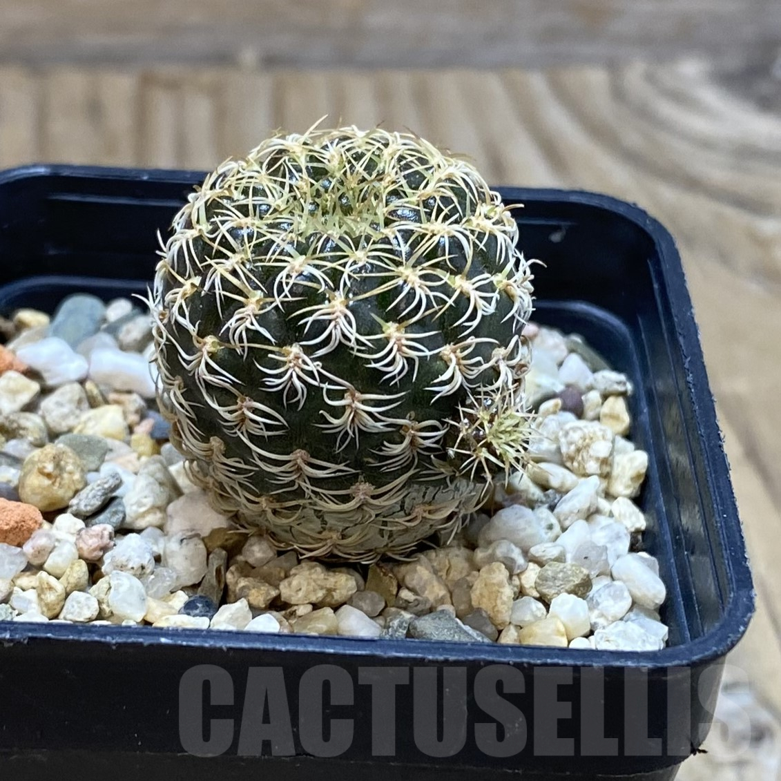 SH15573 Sulcorebutia breviflora - Image 2