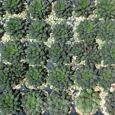 SET242 Haworthia 'Mirror Ball' 10 plants