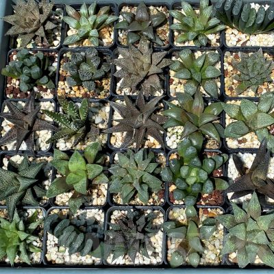 SET250 Haworthia mix 10 plants