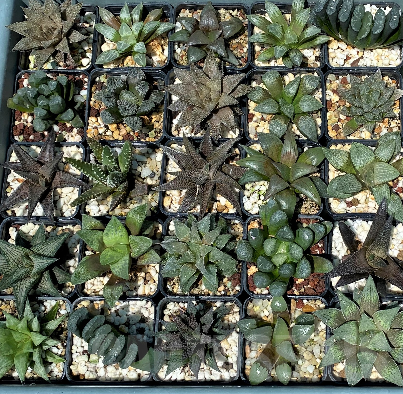 SET250 Haworthia mix 10 plants