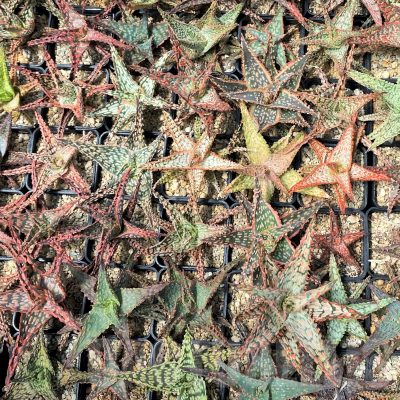 SET246 Aloe mix 10 plants