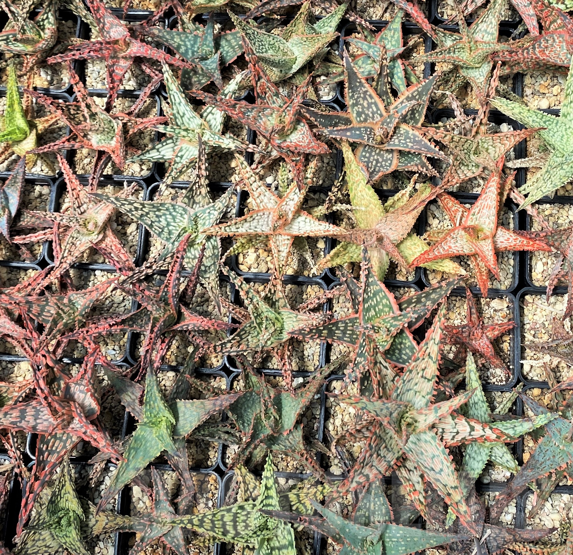 SET246 Aloe mix 10 plants