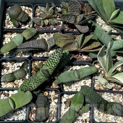 SET247 Gasteria mix 20 plants