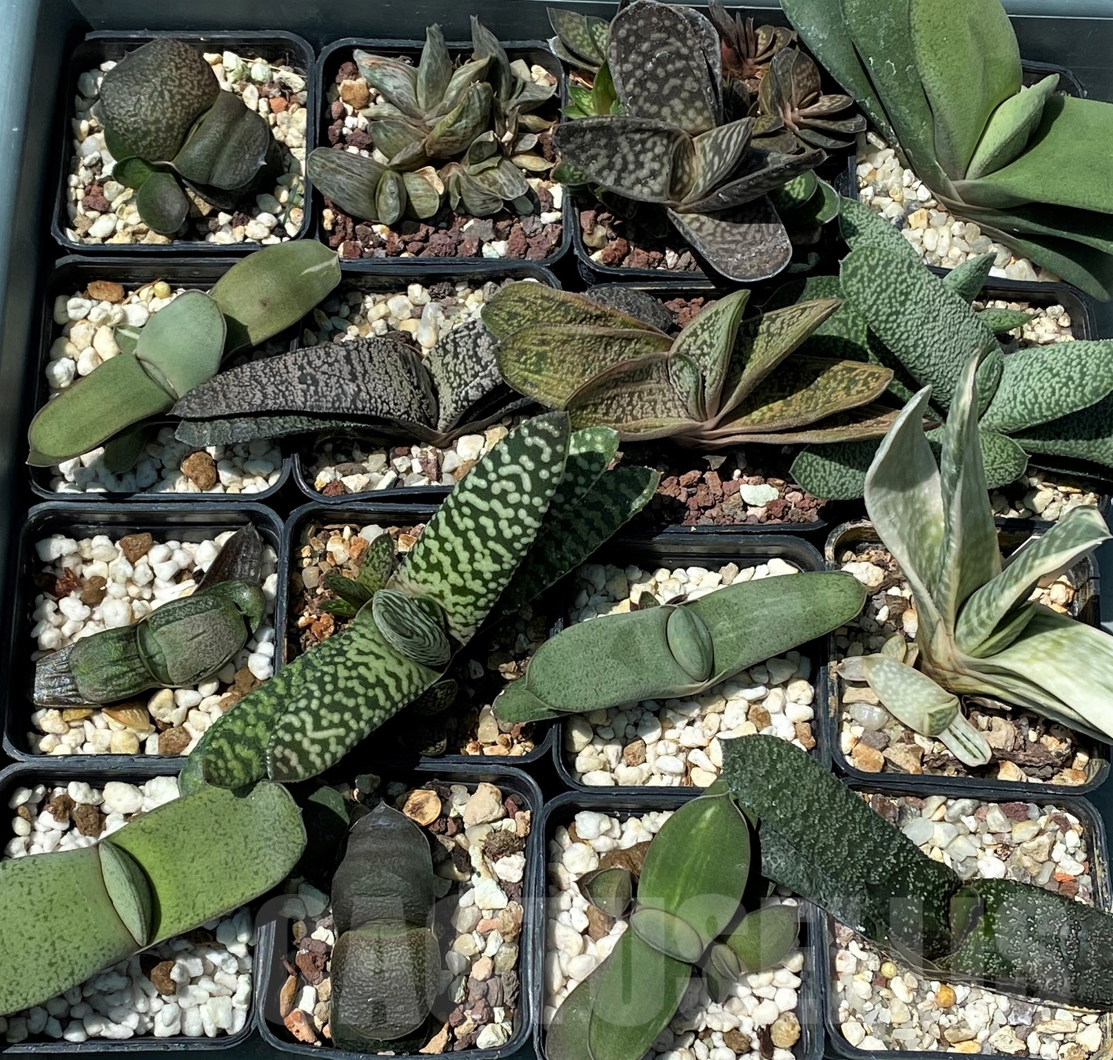SET248 Gasteria mix 10 plants