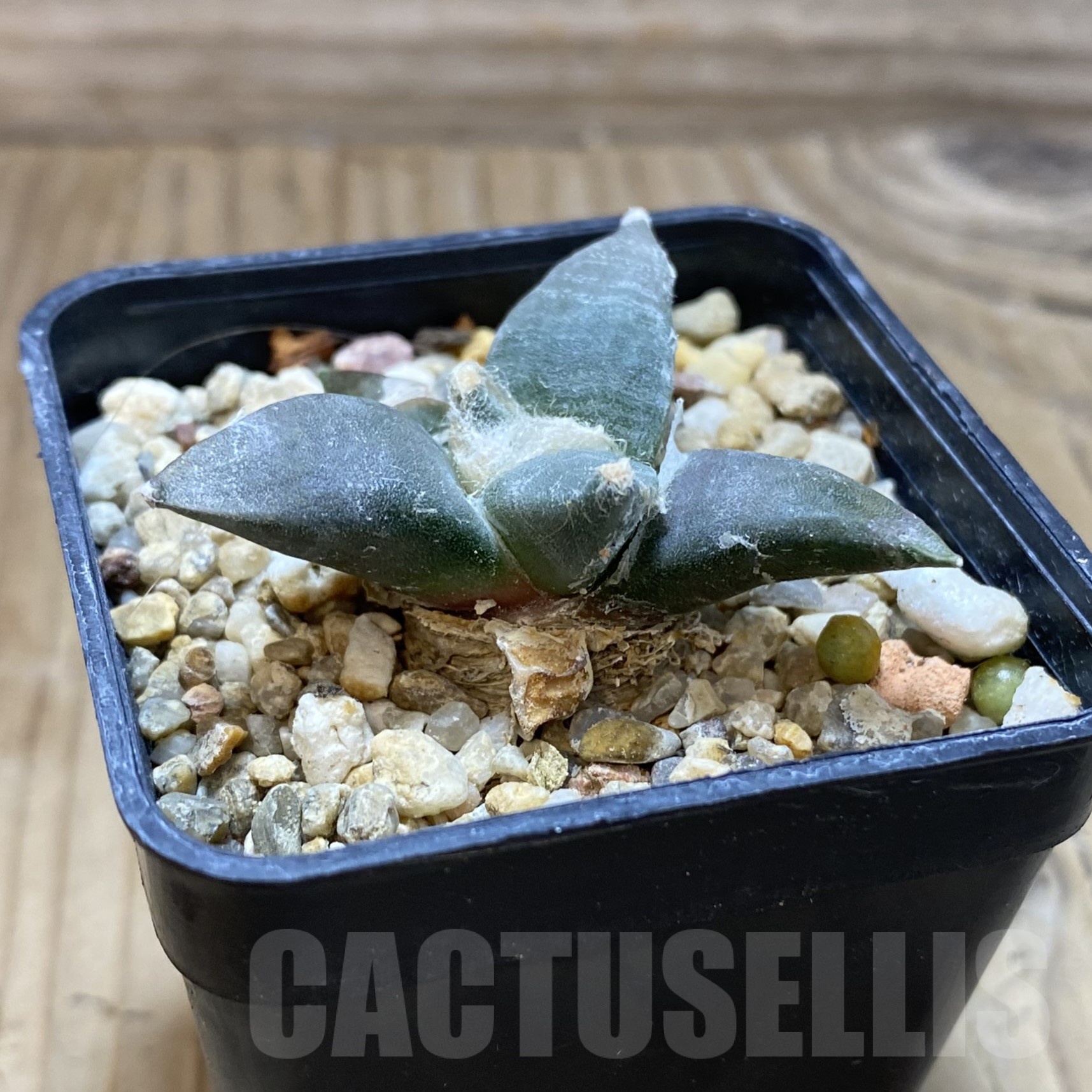 SH22988 Ariocarpus retusus - Image 2