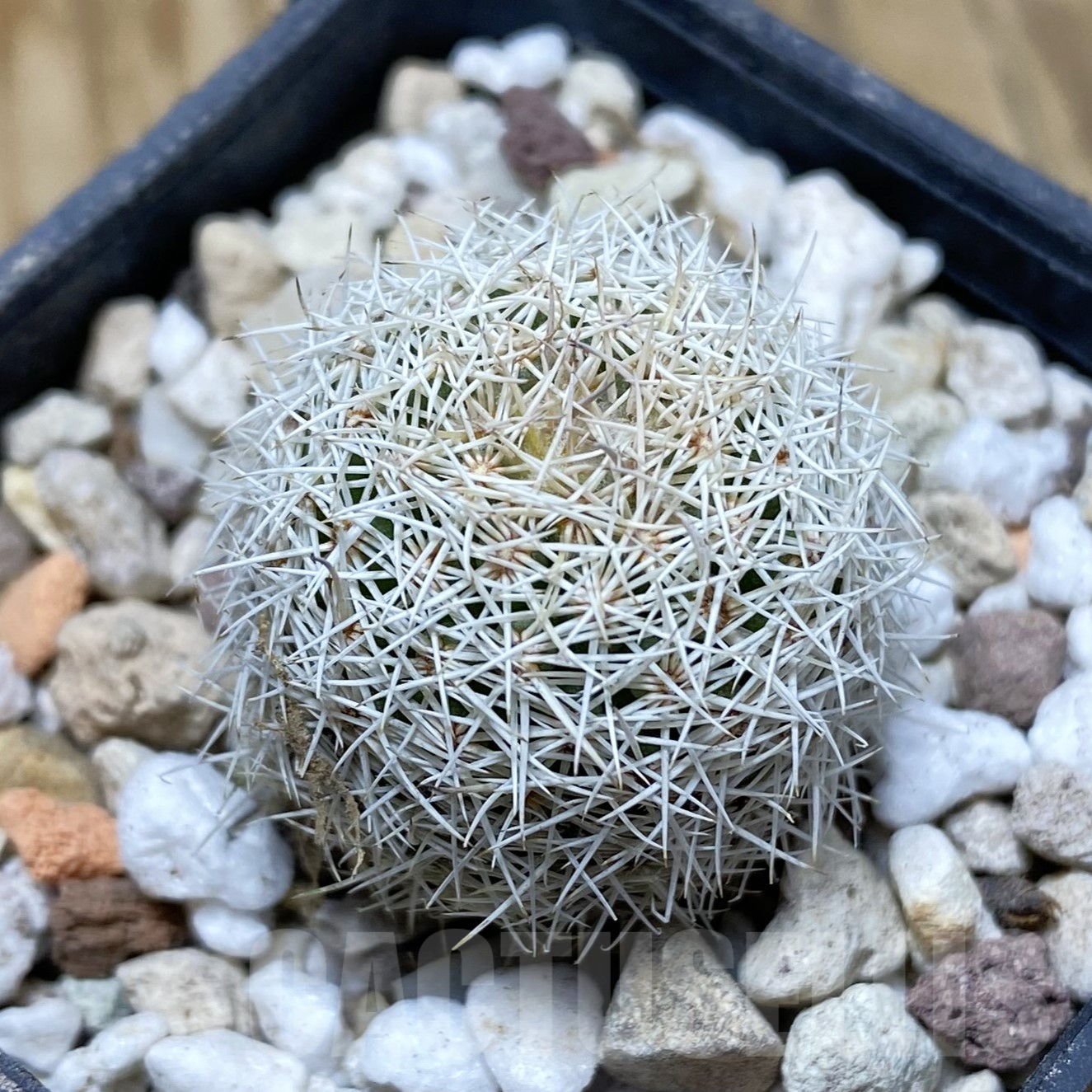 SH15579 Coryphantha werdermannii ex MG 162.2