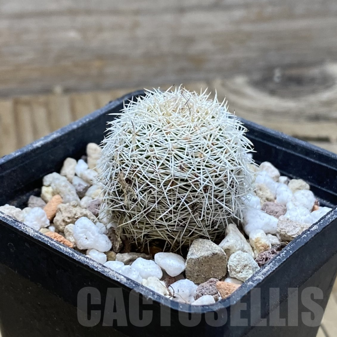 SH15579 Coryphantha werdermannii ex MG 162.2 - Image 2