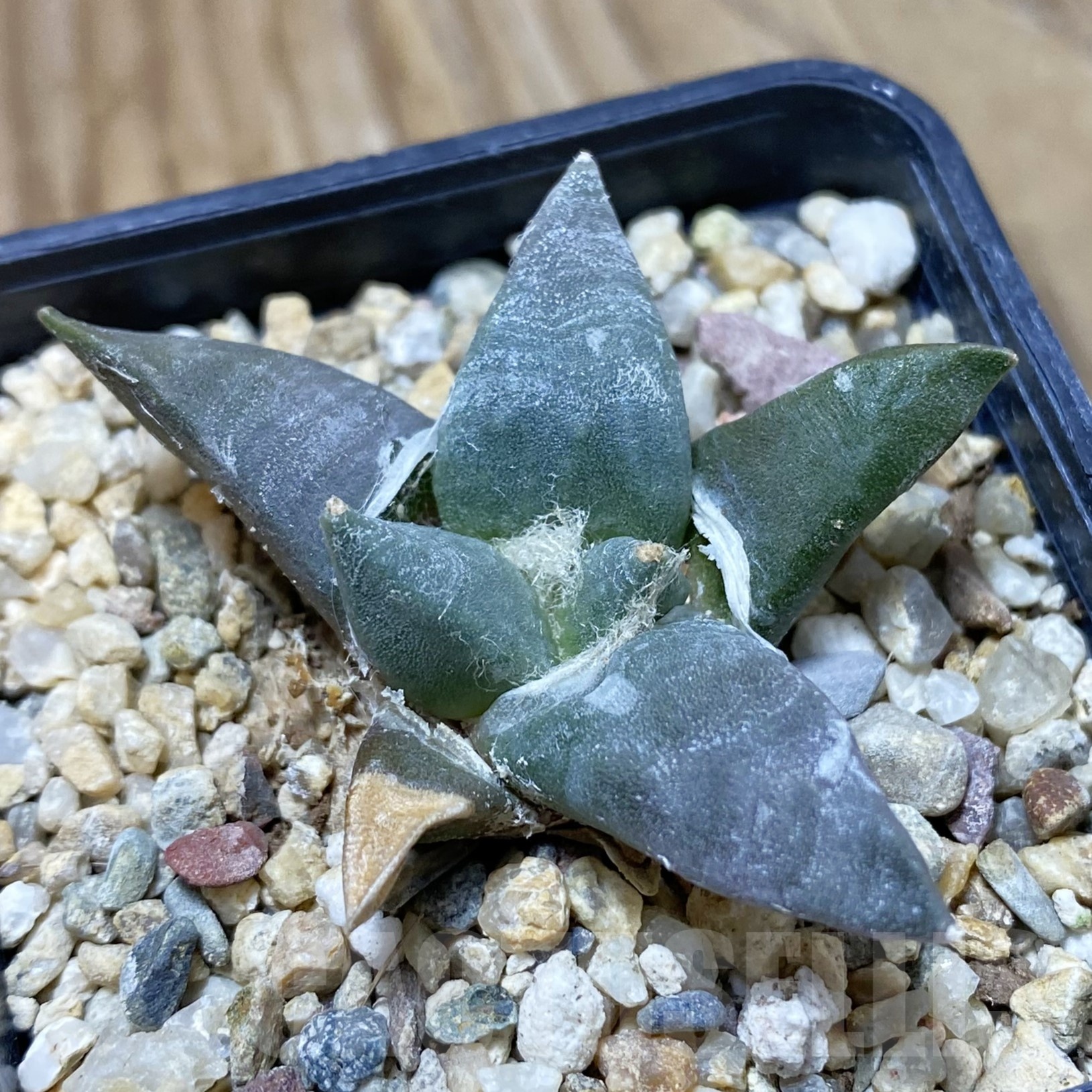 SH22989 Ariocarpus retusus