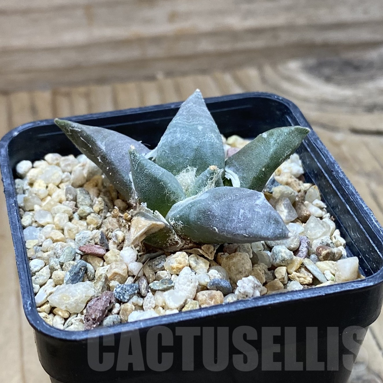 SH22989 Ariocarpus retusus - Image 2