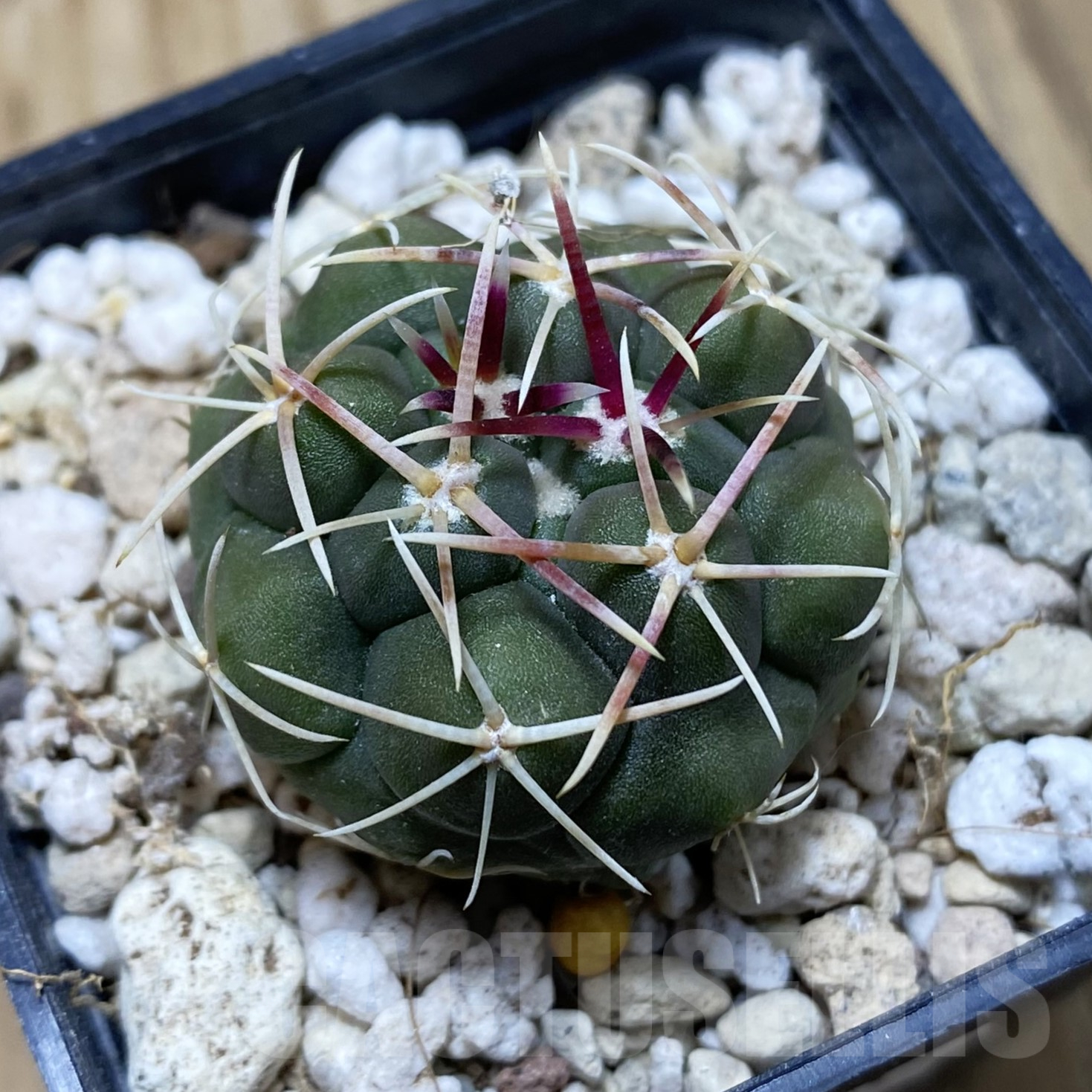 SH15581 Thelocactus hexaedrophorus -Rio Verde- 1100m