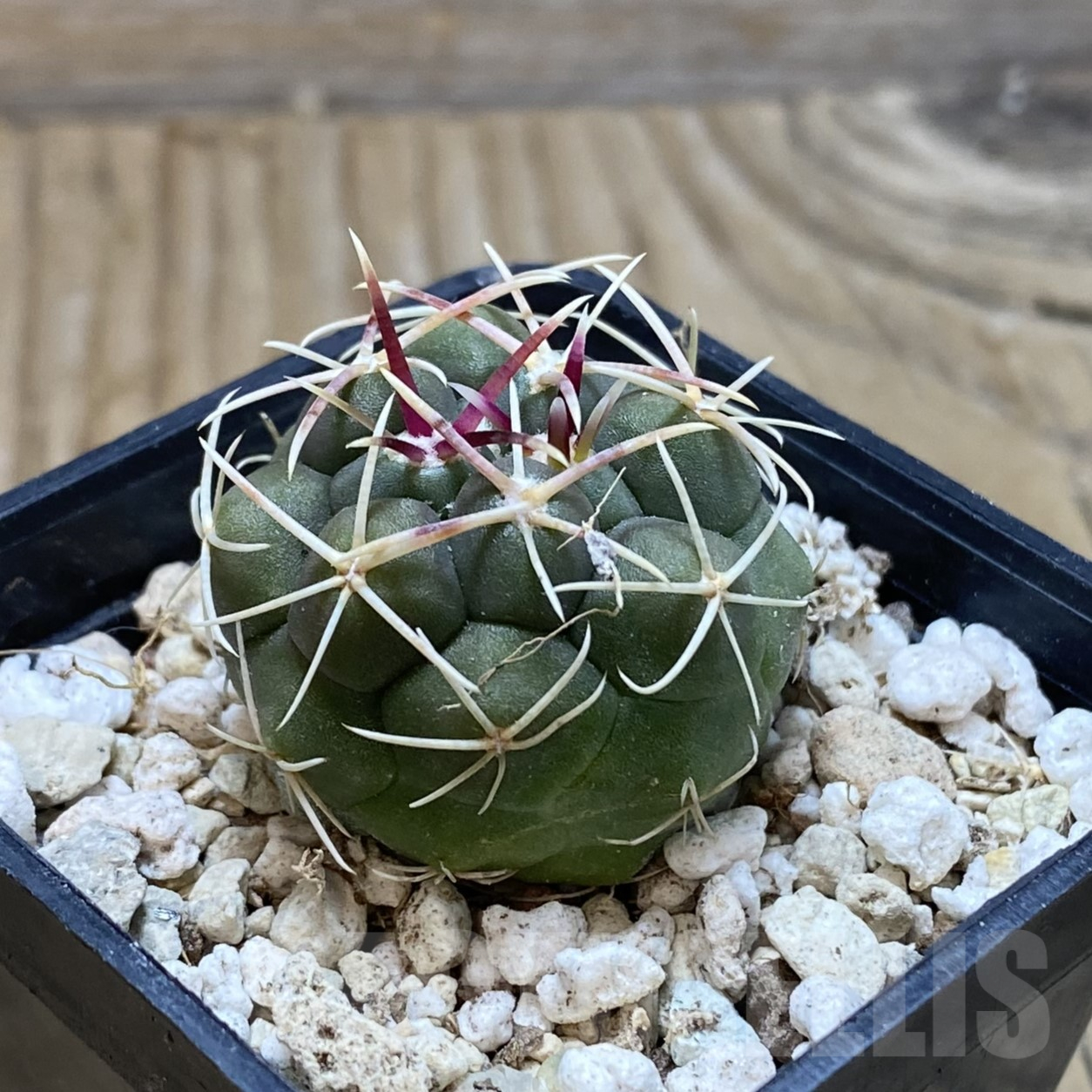 SH15581 Thelocactus hexaedrophorus -Rio Verde- 1100m - Image 2