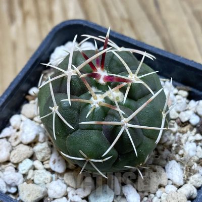 SH15582 Thelocactus hexaedrophorus -Rio Verde- 1100m